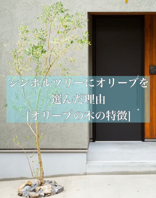 シンボルツリーにオリーブを選んだ理由 オリーブの木の特徴も紹介します Maelog シンボルツリーにオリーブを選んだ理由 オリーブの木の特徴も紹介します Maelog