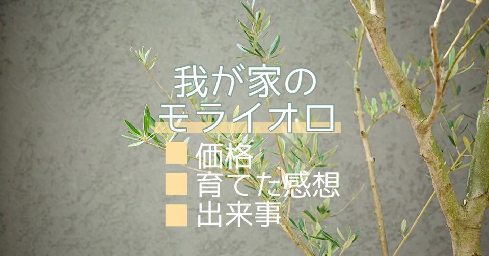 我が家のオリーブ[モライオロ]の木の価格と1年間育てた感想と出来事について MAELOG